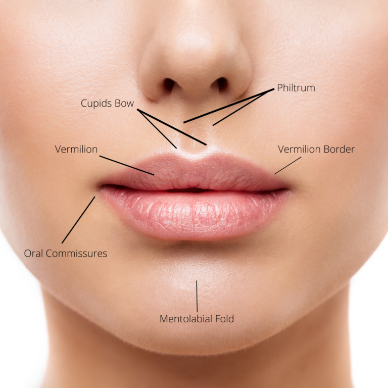 Understanding Lip Anatomy for Augmentation Renaissance Plastic Surgery