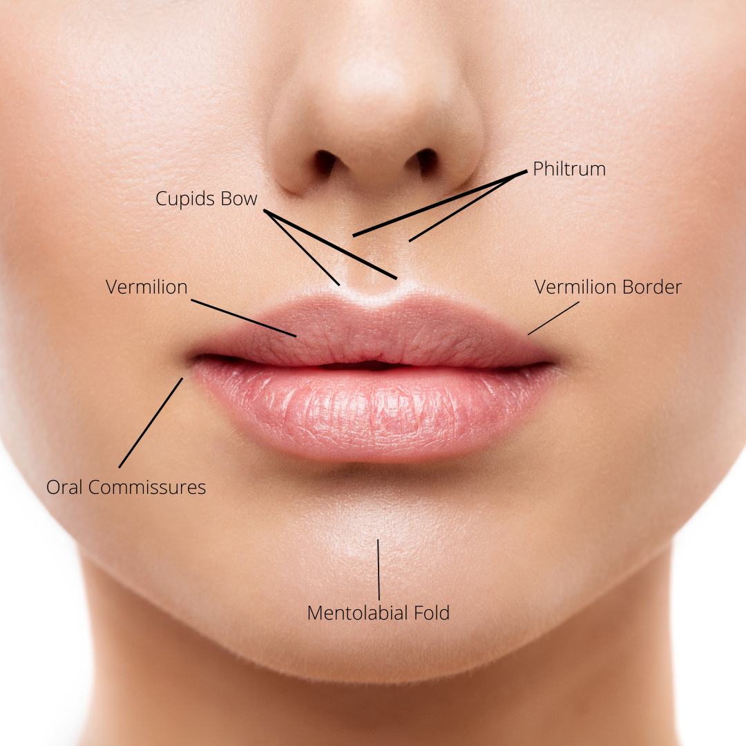 upper lip anatomy